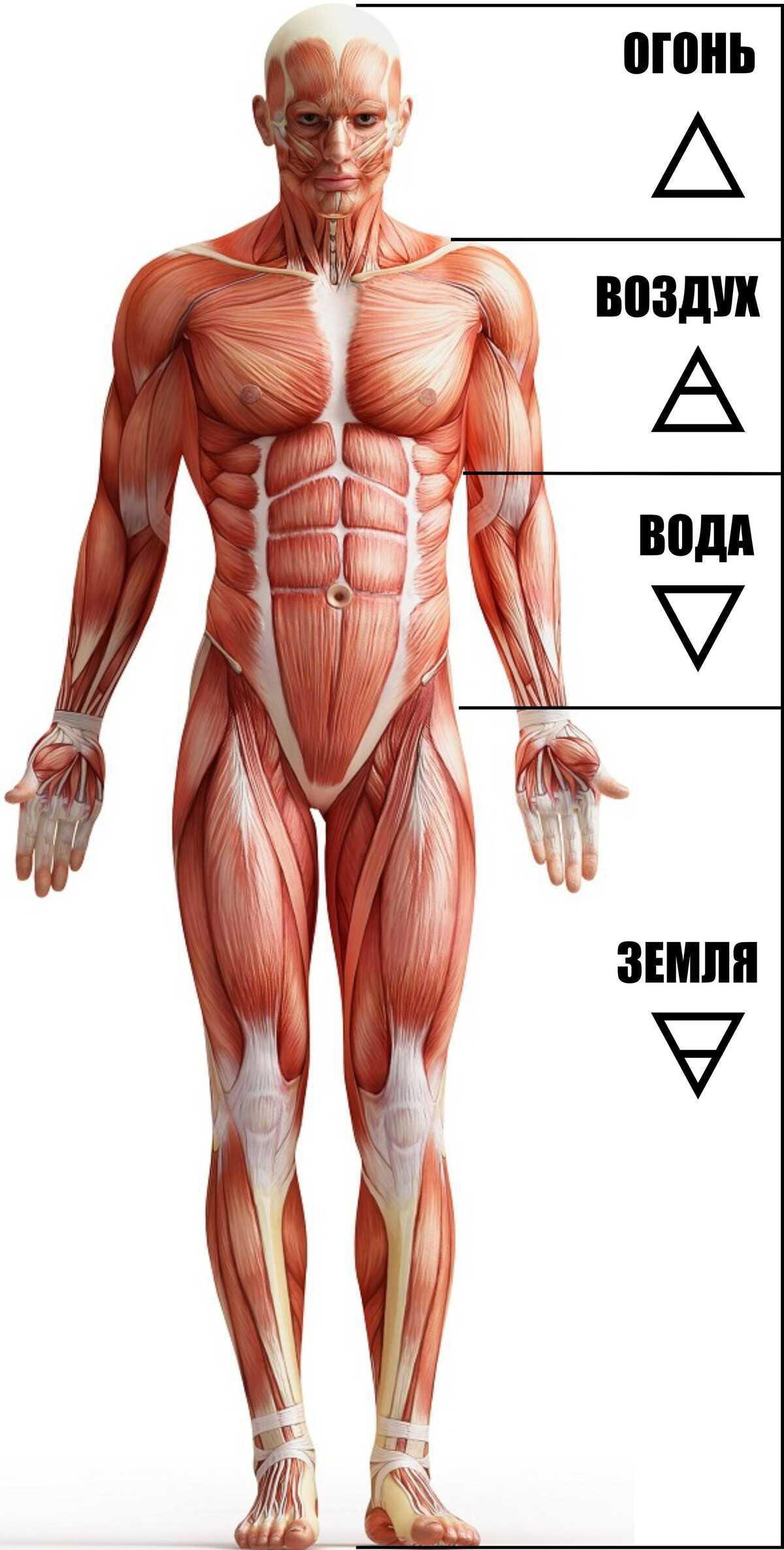 4. ГЛАВА 2. РАЗВИТИЕ ЧУВСТВИТЕЛЬНОСТИ