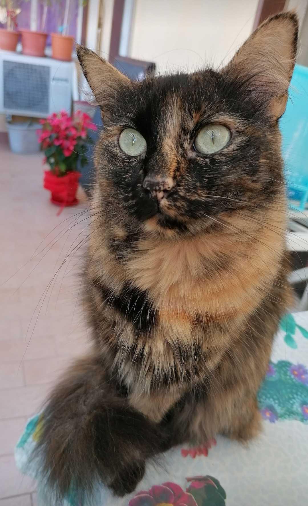 Gattino Smarrito