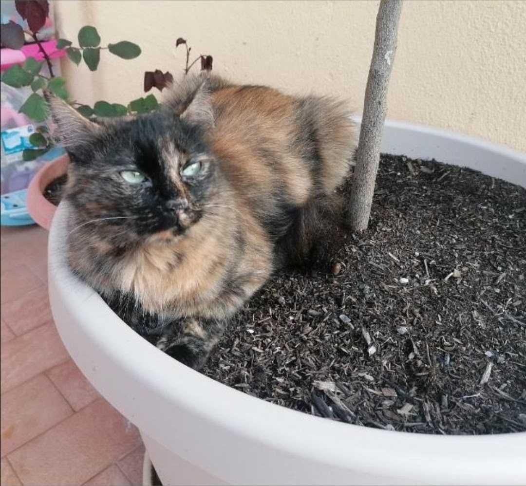 Gattino Smarrito