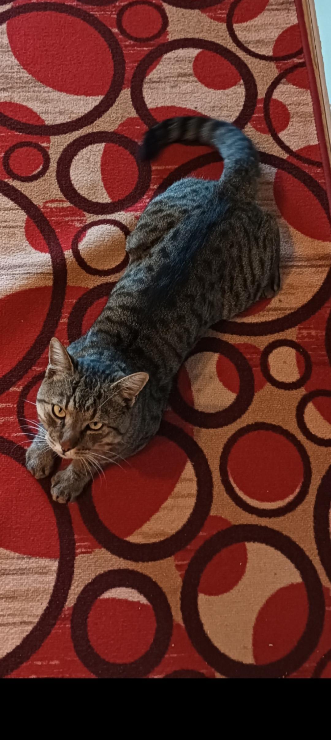 Gatto smarrito