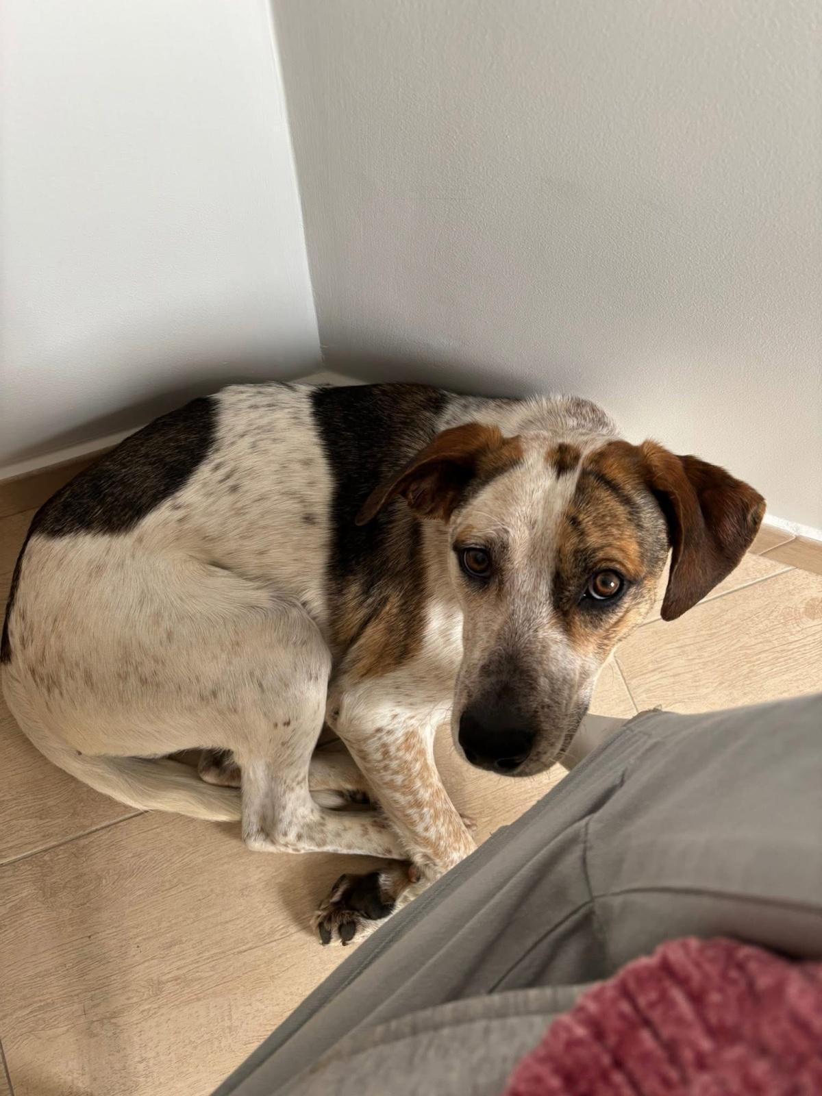 Cagnolino Smarrito