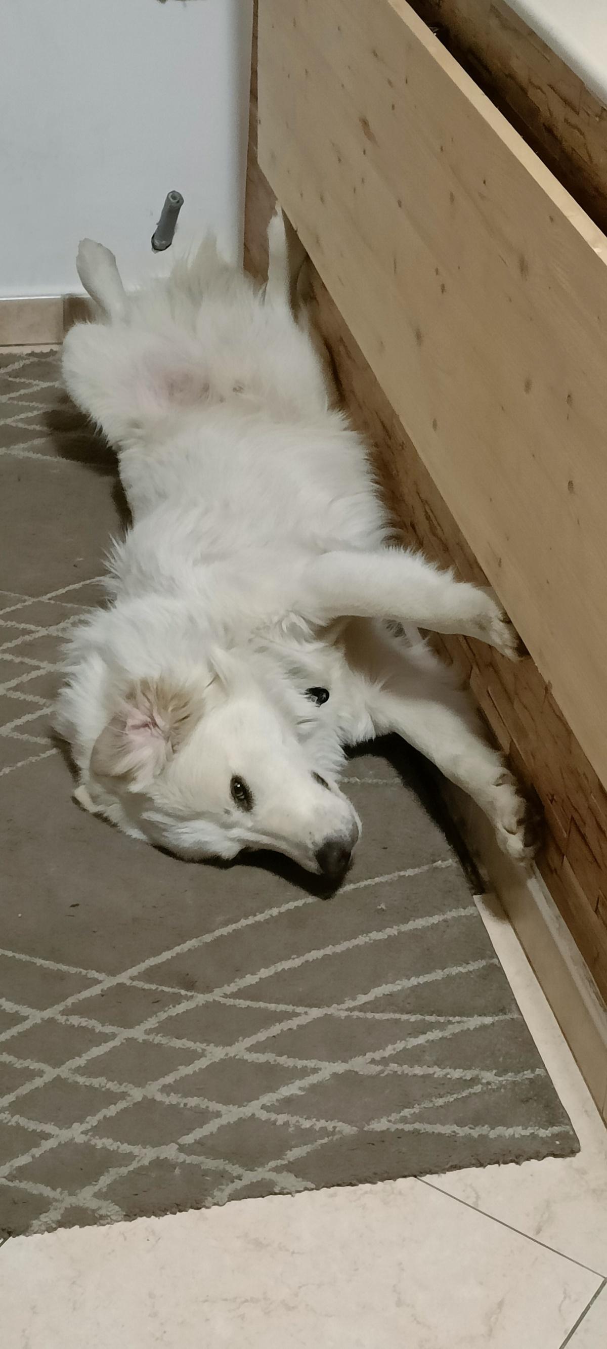 Cagnolino smarrito