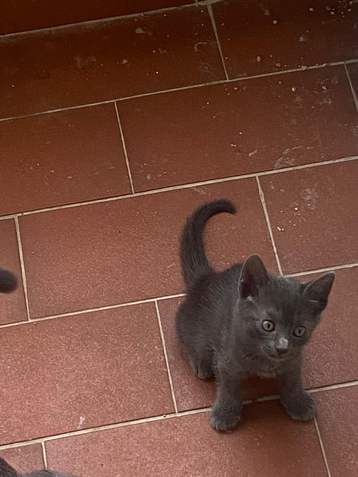 Gattino smarrito