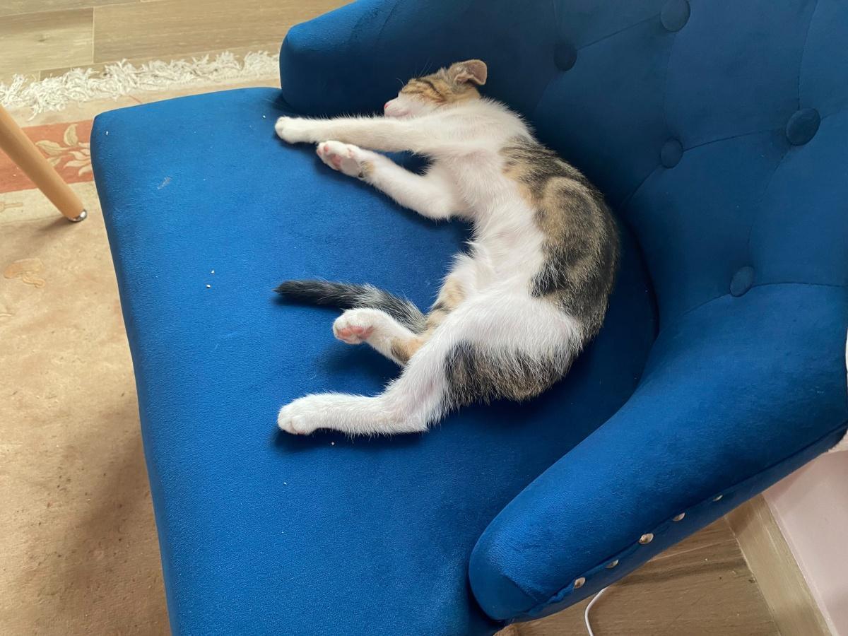 Gattino smarrito