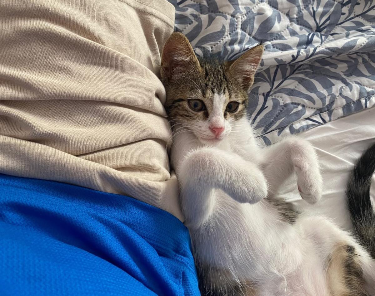 Gattino smarrito