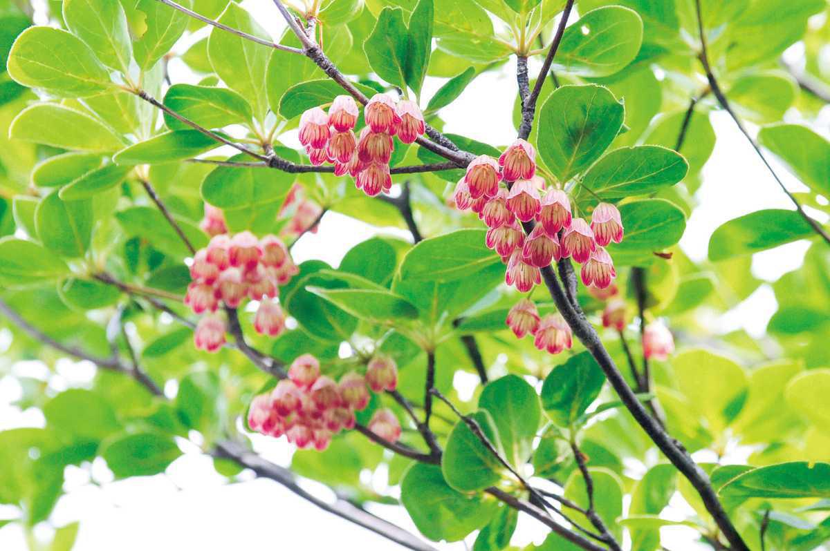 高塚山 ペラペラ石 高塚山 ペラペラ石