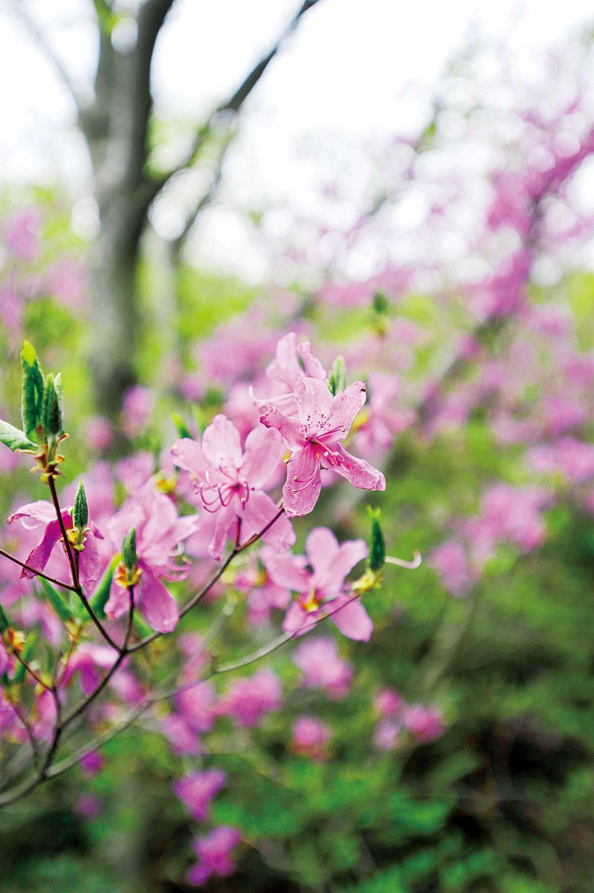 高塚山 ペラペラ石 高塚山 ペラペラ石