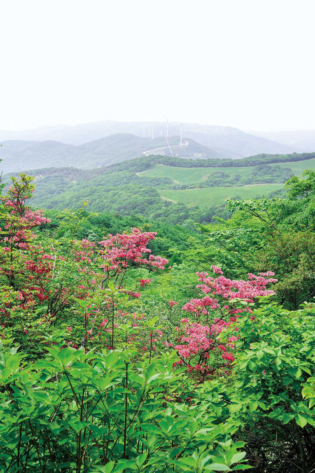 高塚山 ペラペラ石 高塚山 ペラペラ石