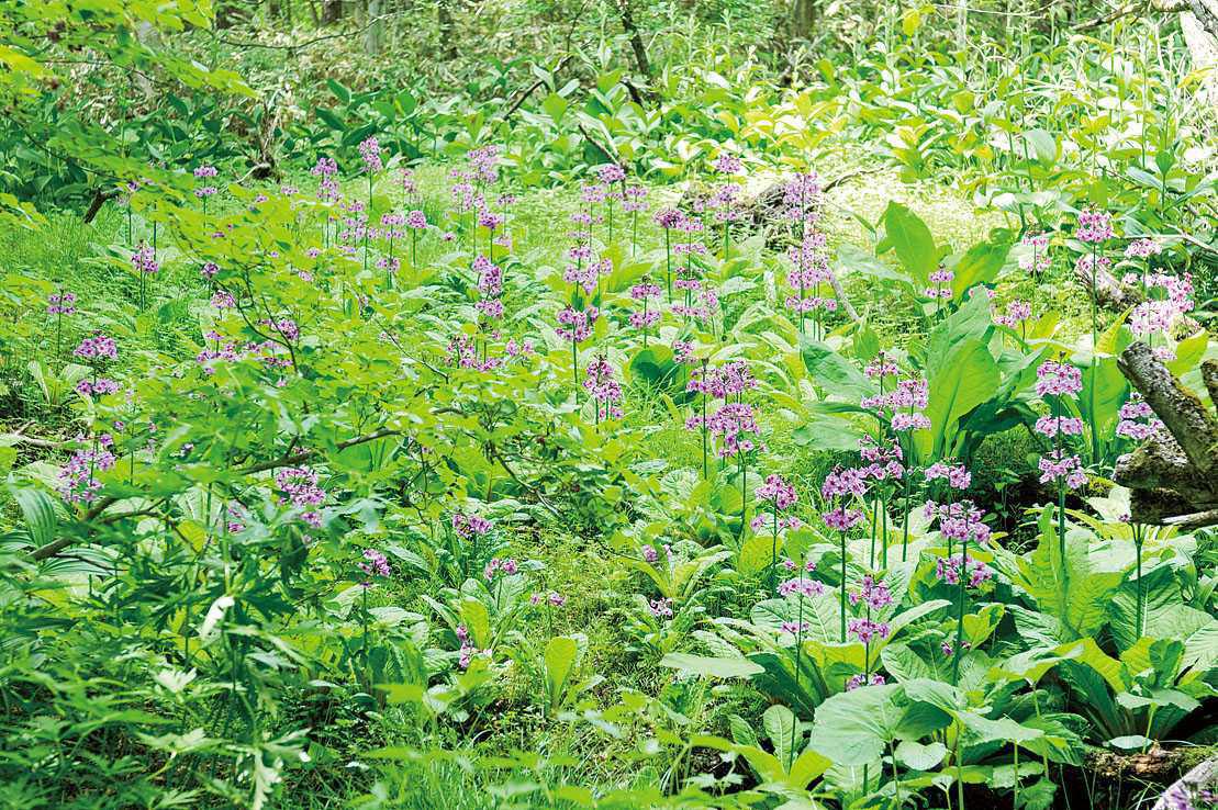 高塚山 ペラペラ石 高塚山 ペラペラ石