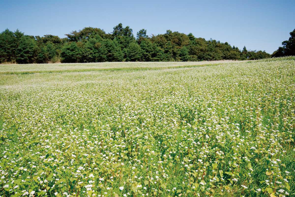 蕎麦・そばビール