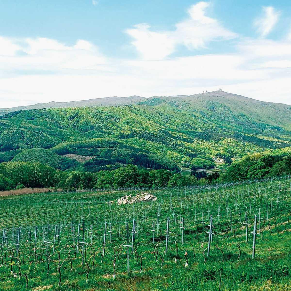 かわうちワイン