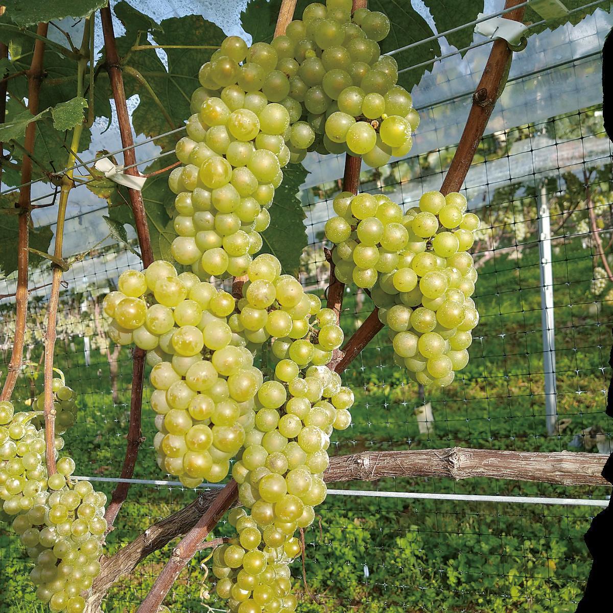 かわうちワイン