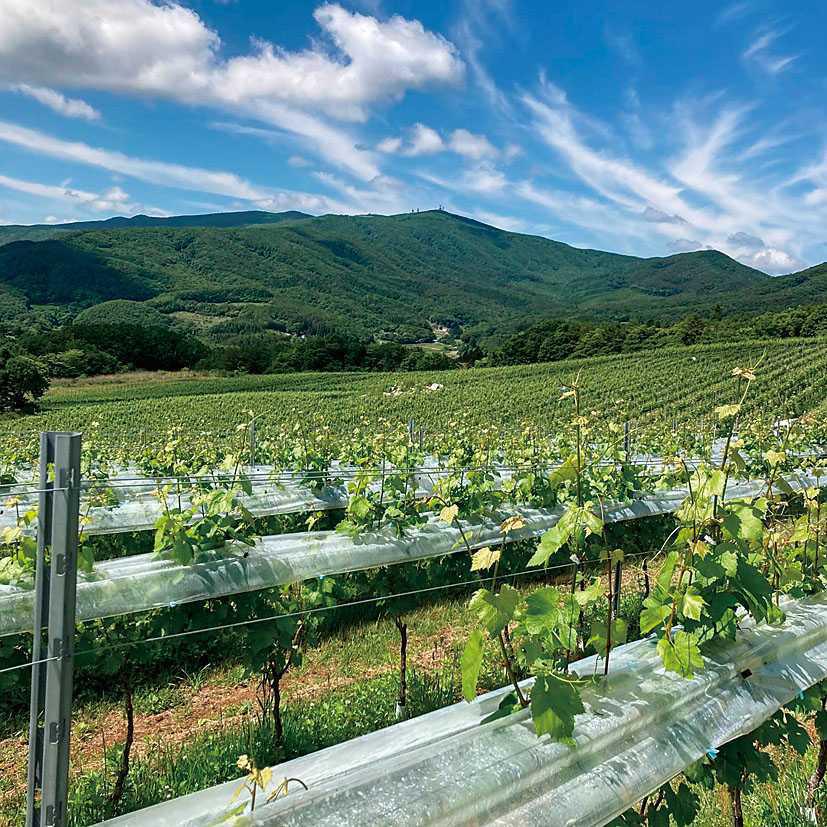 かわうちワイン