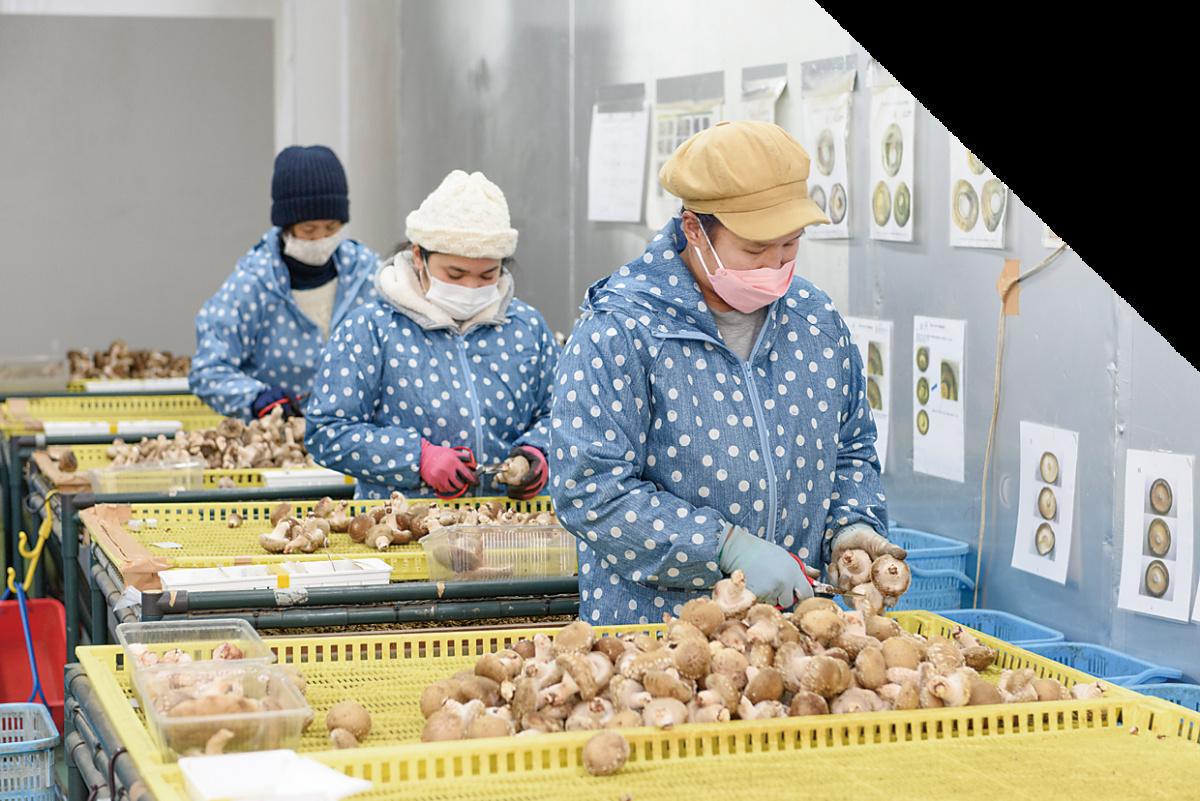 ひたむき椎茸 ひたむき椎茸