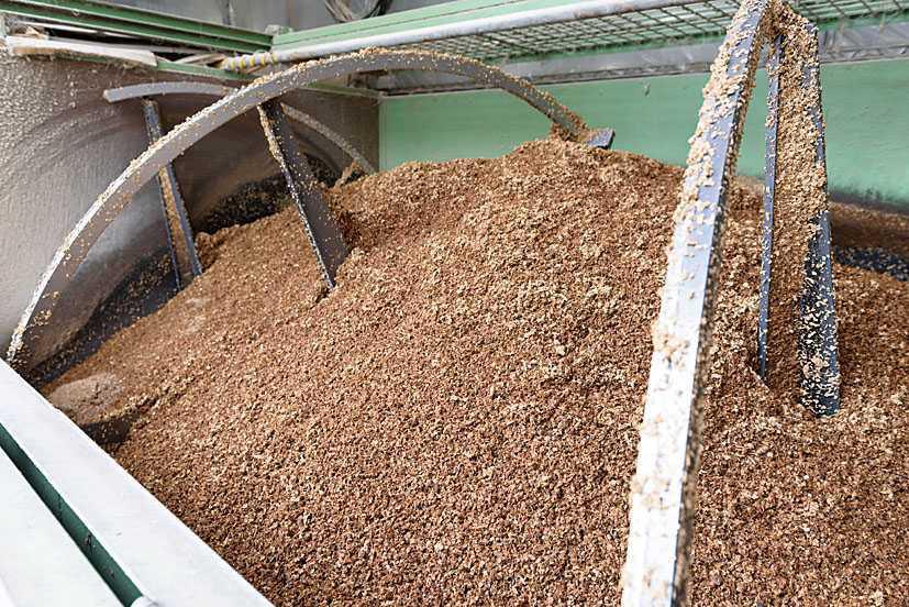 ひたむき椎茸 ひたむき椎茸