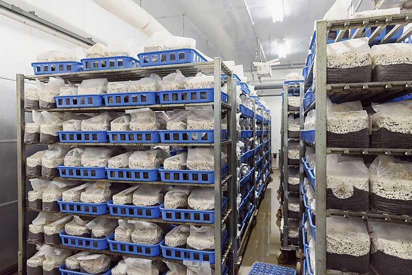 ひたむき椎茸 ひたむき椎茸