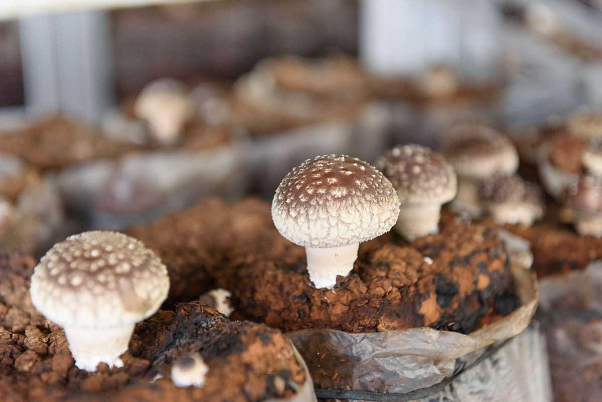 ひたむき椎茸 ひたむき椎茸