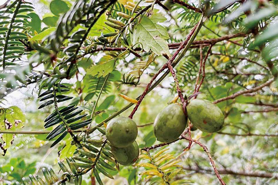 川内村のジン　「naturadistill 川内村蒸溜所」