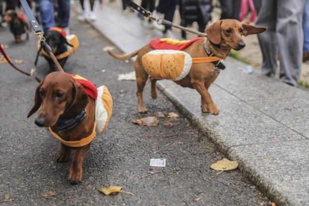 PARIS SAUSAGE WALK PARIS SAUSAGE WALK