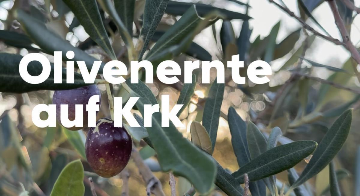 Olivenernte auf Krk 