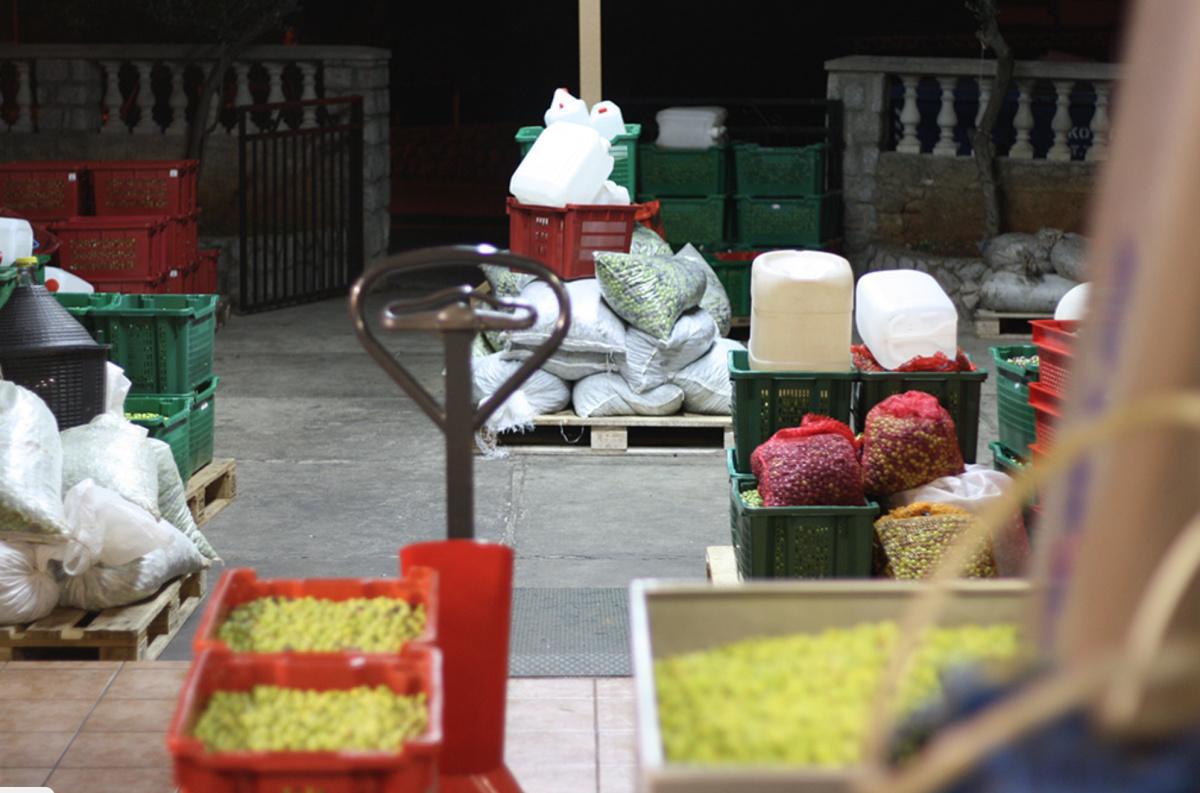 Nono Olive Oil Experience