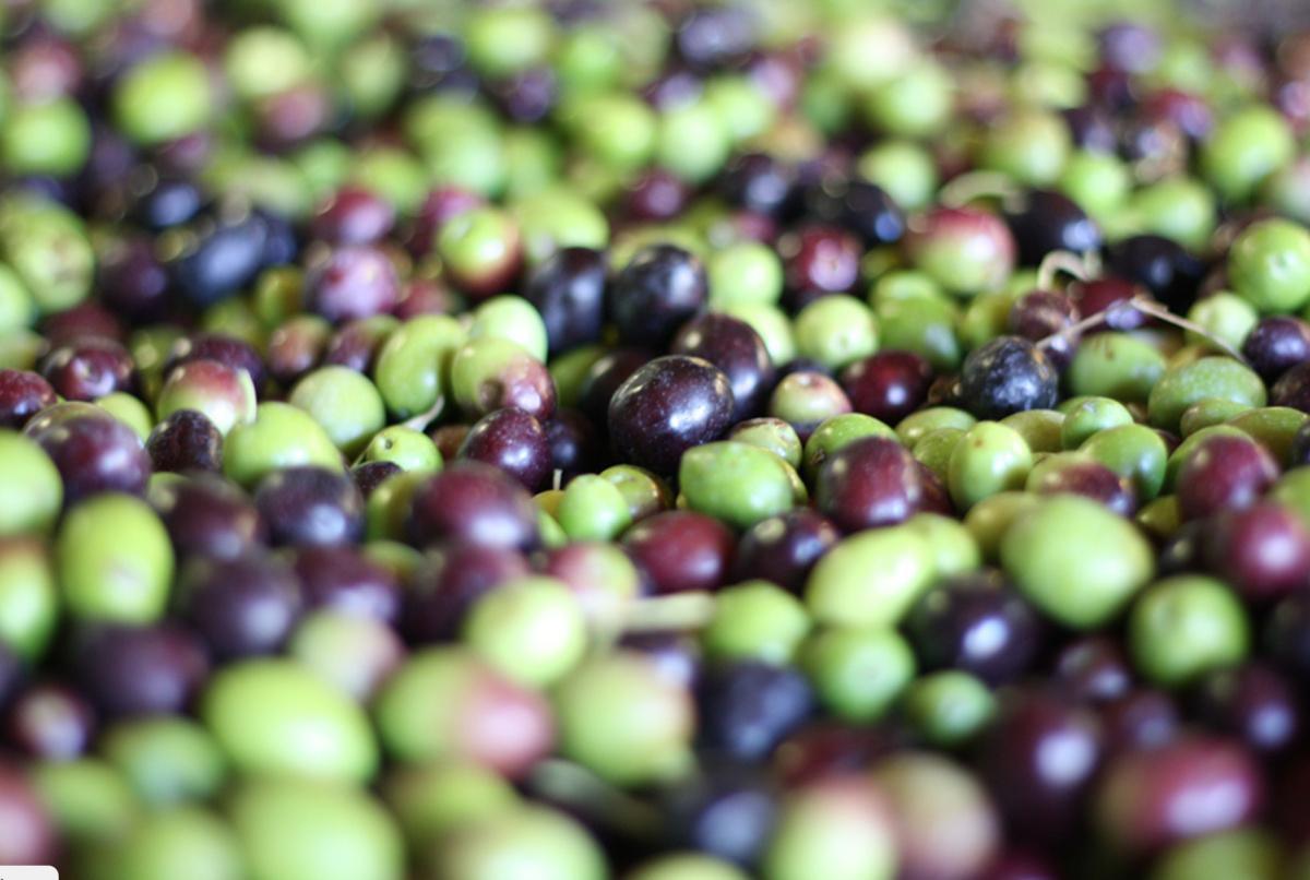 Nono Olive Oil Experience