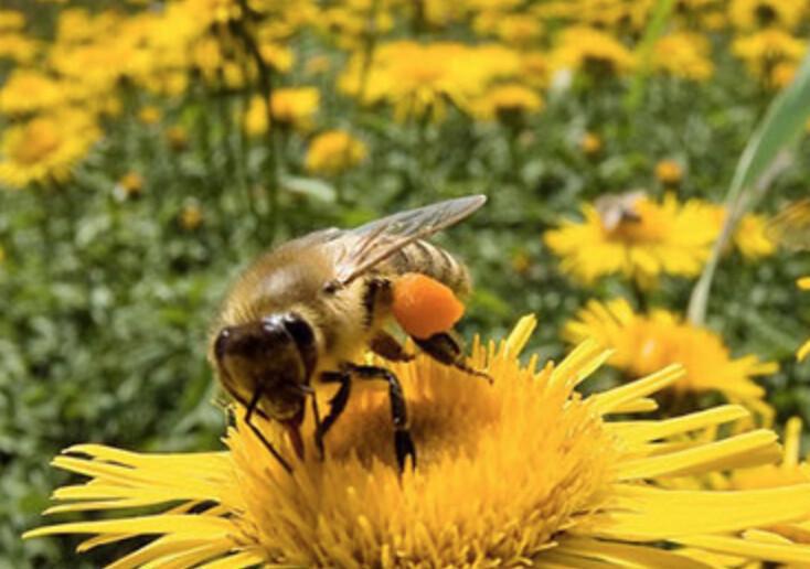 NONO Beekeeping 🐝 NONO Beekeeping 🐝