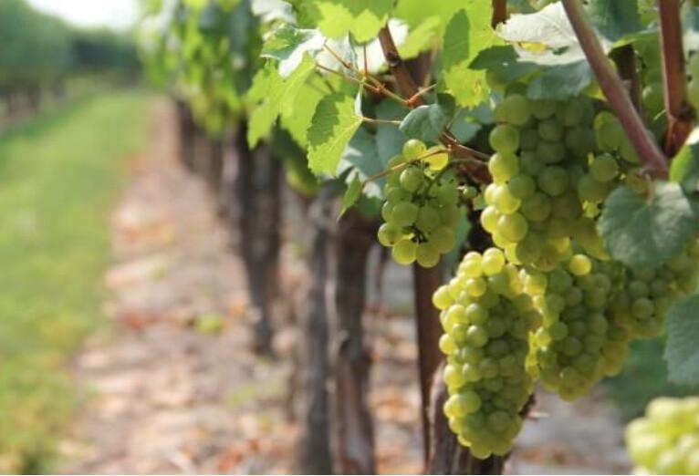 Vrbnik Wine Krk – Discover Žlahtina & Local Wineries