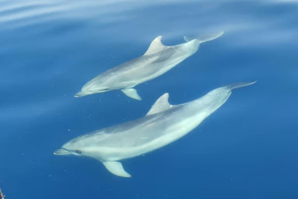 Boat Tour to the Golden Beach from Krk 