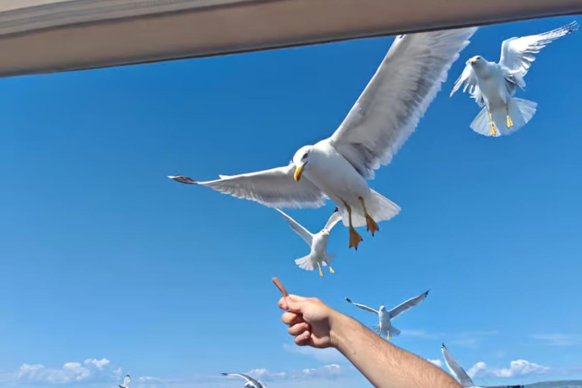 Boat Tour to the Golden Beach & Blue Cave Boat Tour to the Golden Beach & Blue Cave