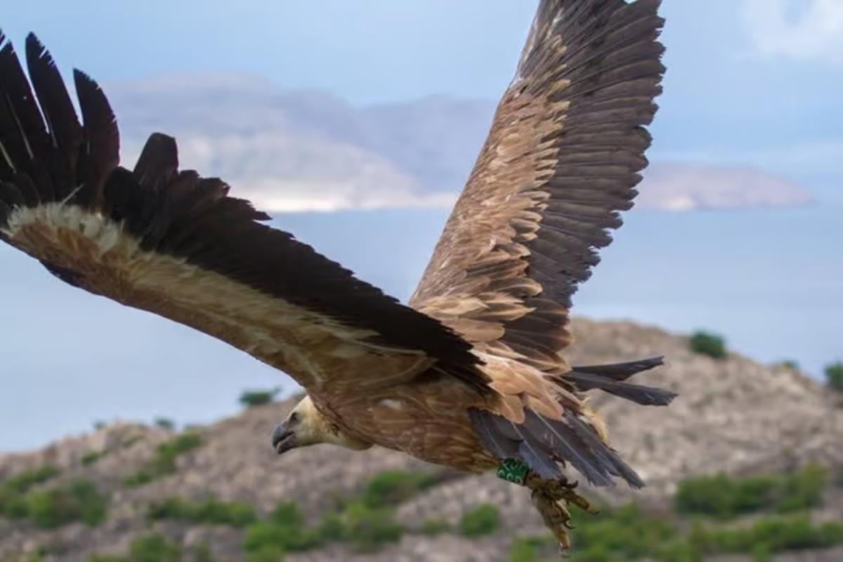 Boat Tour to Plavnik Island – Half-Day Trip from Punat