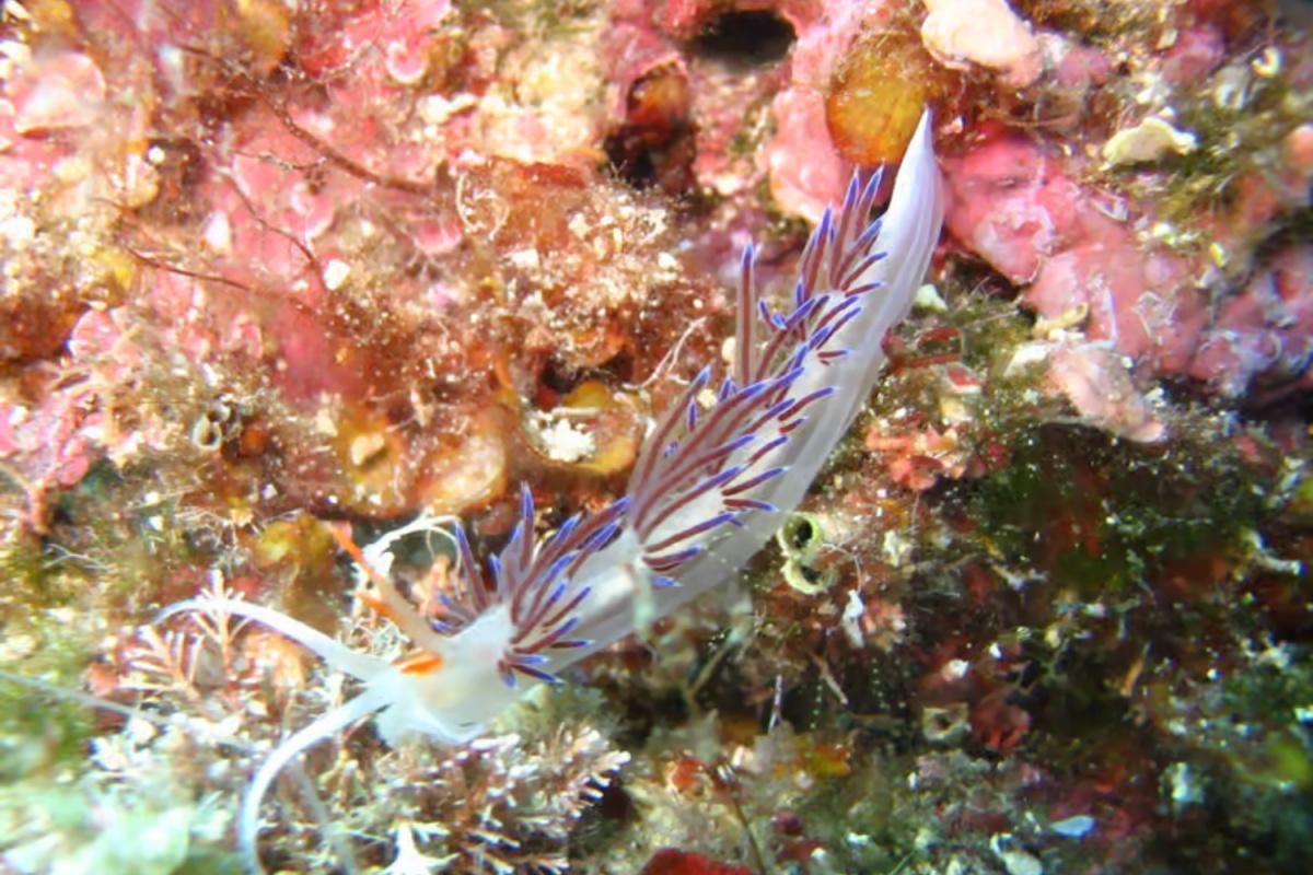 Diving Adventure in Vrbnik – Discover the Underwater World