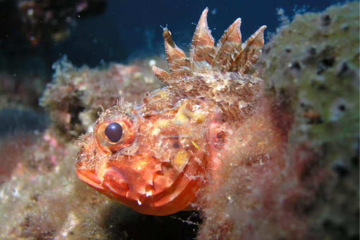 Diving Adventure in Vrbnik – Discover the Underwater World