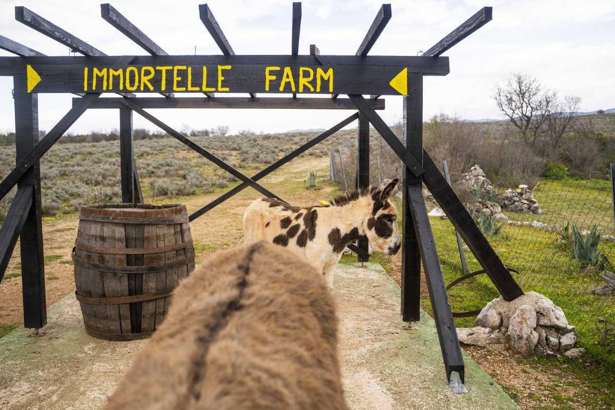 Free Entry Immortelle Farm KRK Free Entry Immortelle Farm KRK