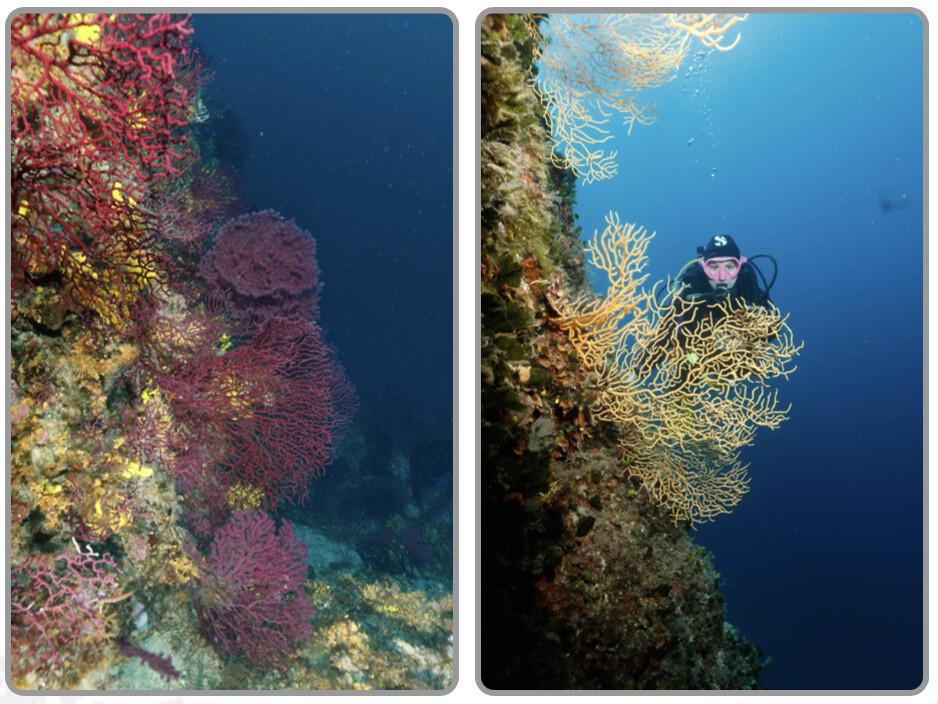 5% OFF a Daytime Trial Dive at Fun Diving Krk. 5% OFF a Daytime Trial Dive at Fun Diving Krk.