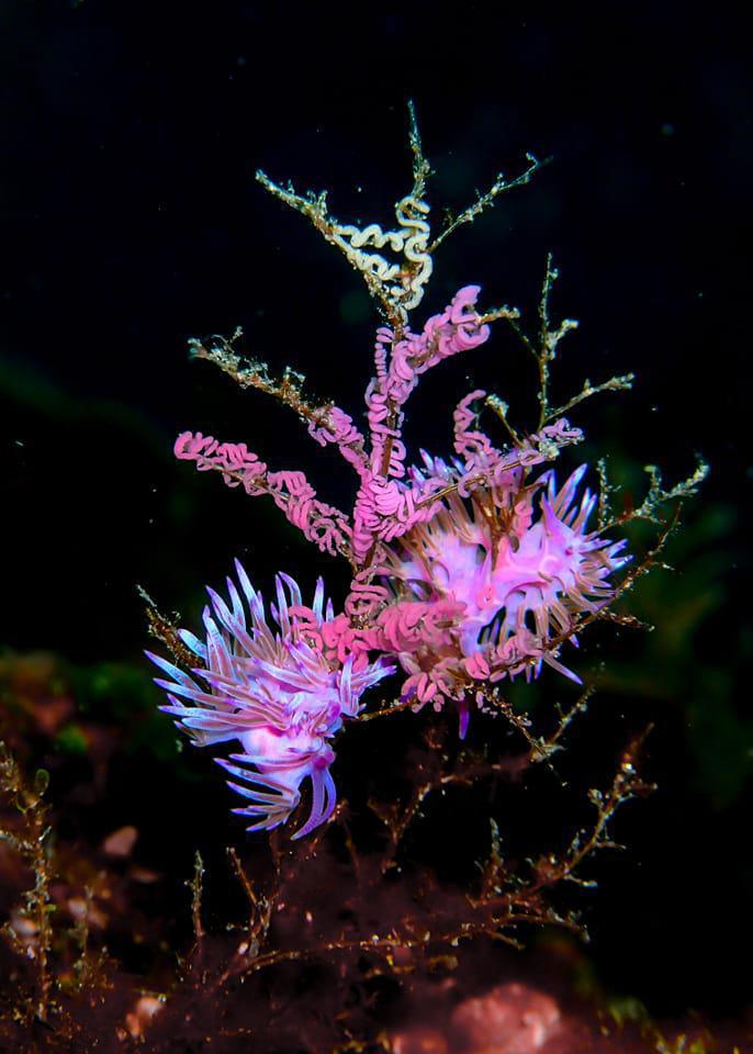 5% OFF a Daytime Trial Dive at Fun Diving Krk. 5% OFF a Daytime Trial Dive at Fun Diving Krk.