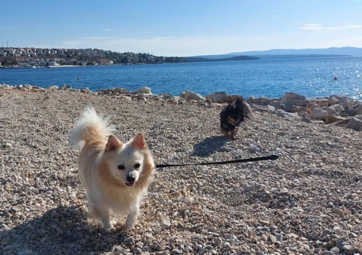 Dog beach Atea Camping (Njivice) Dog beach Atea Camping (Njivice)