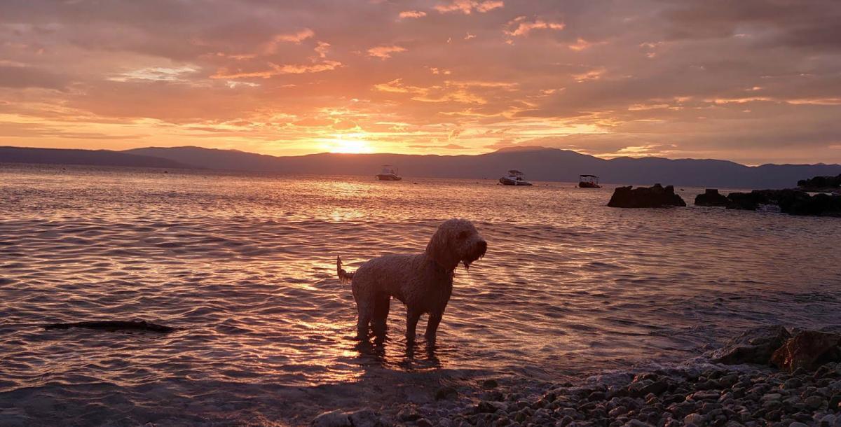 Dog beach Atea Camping (Njivice) Dog beach Atea Camping (Njivice)
