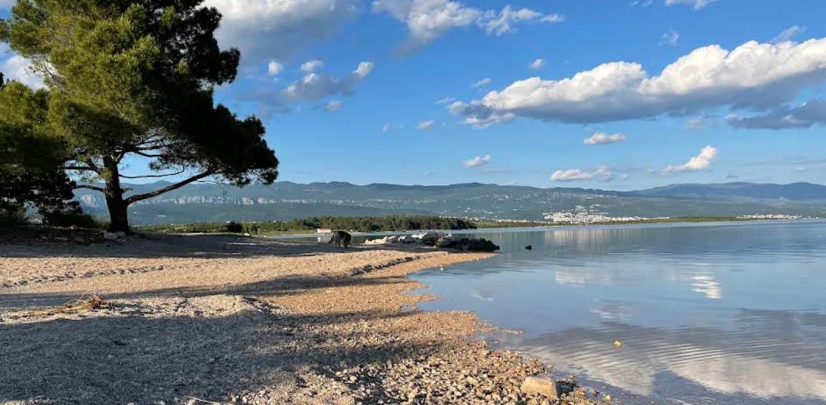 Dog's beach (Čižići) Dog's beach (Čižići)