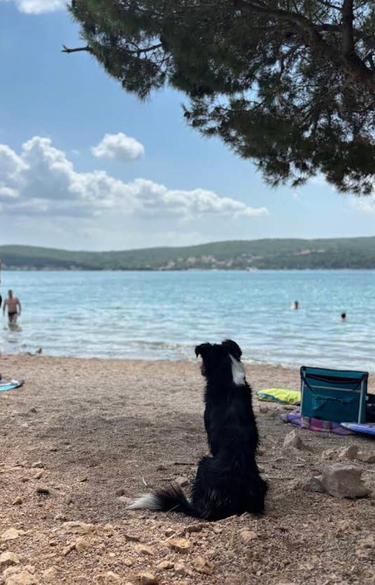 Dog's beach (Čižići) Dog's beach (Čižići)