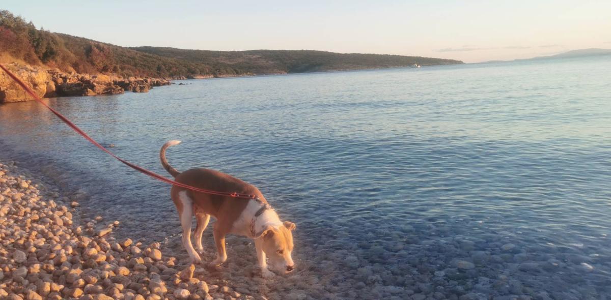 Dogs Beach (Punat) Dogs Beach (Punat)