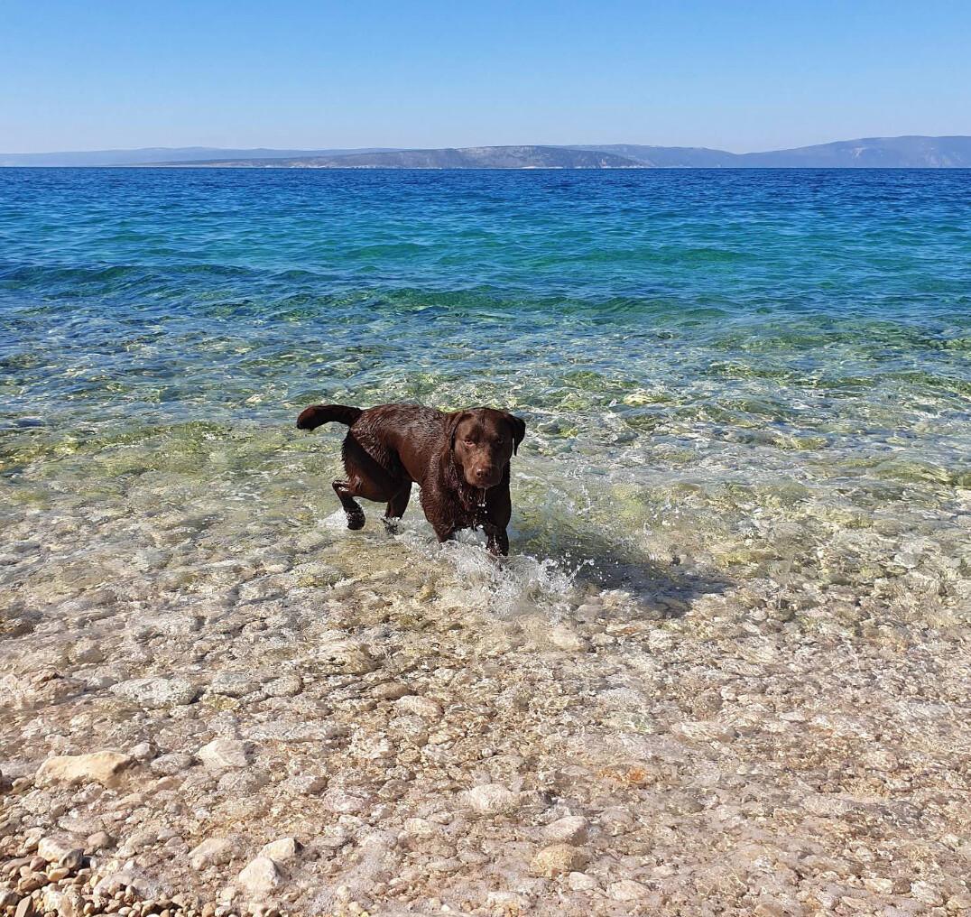 Dogs Beach (Punat) Dogs Beach (Punat)