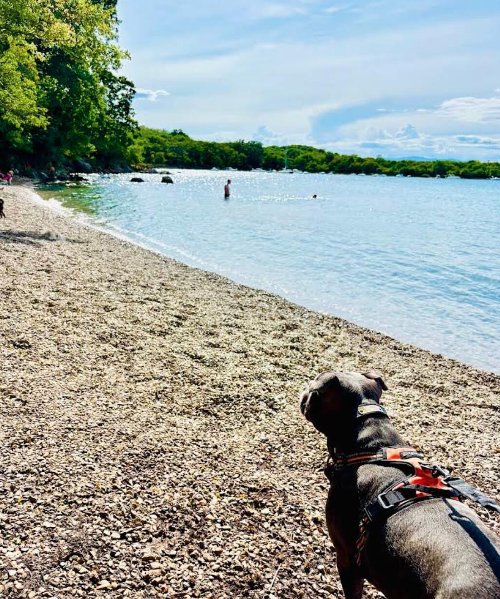 Dog's beach (Njivice) Dog's beach (Njivice)