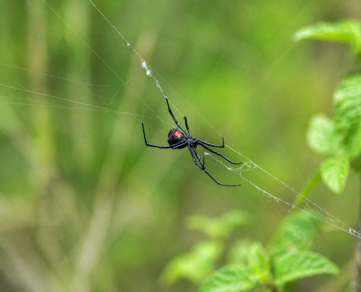 Wildlife on Krk Island Safety Guide