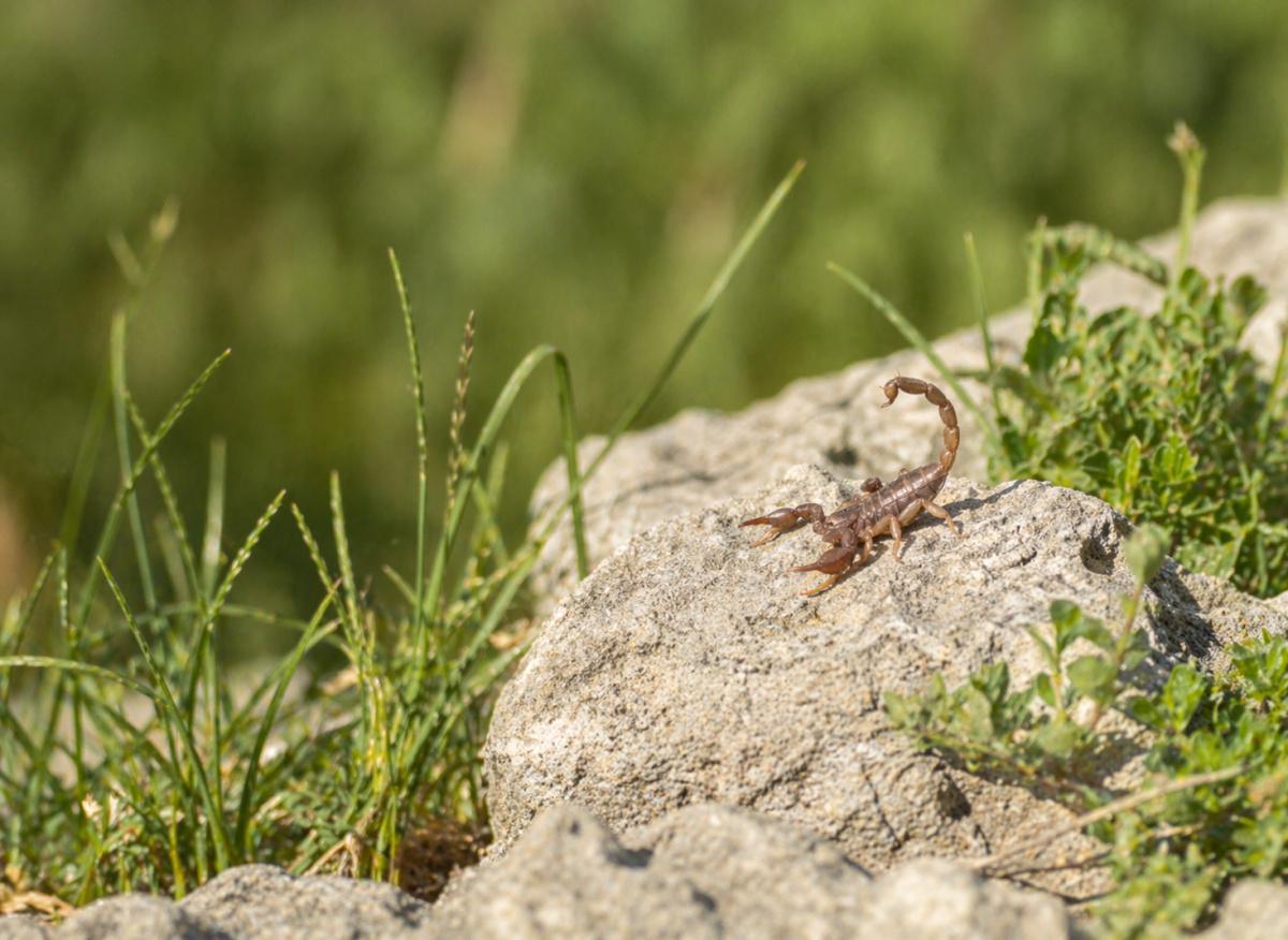 Wildlife on Krk Island Safety Guide Wildlife on Krk Island Safety Guide