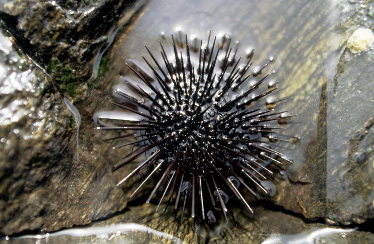 Snorkeling Krk Best Spots Snorkeling Krk Best Spots