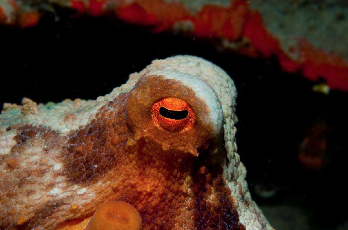 Snorkeling Krk Best Spots