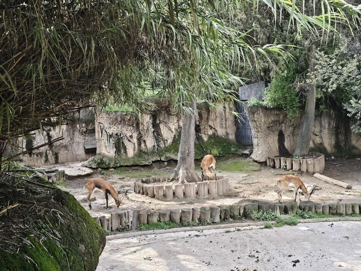 Zoológico de Chapultepec Zoológico de Chapultepec