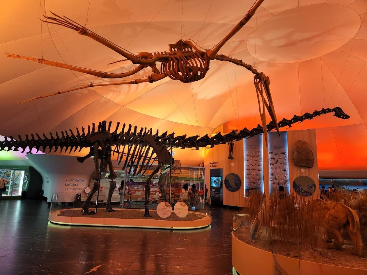 Museo de Historia Natural y Cultura Ambiental Museo de Historia Natural y Cultura Ambiental