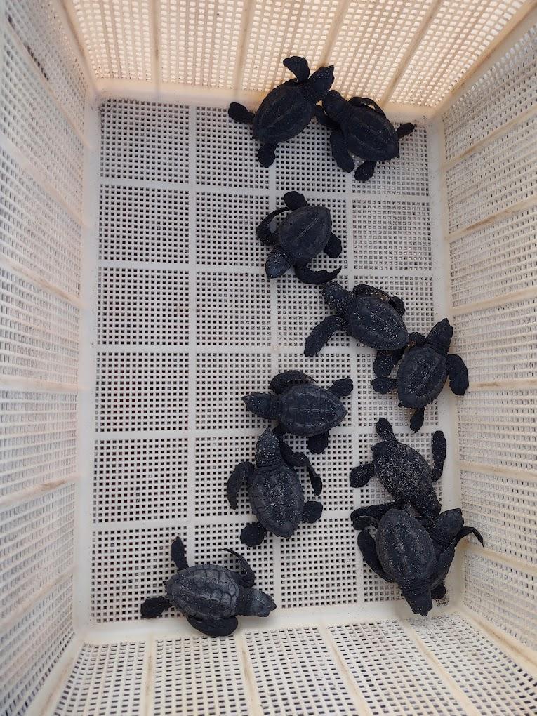 Saving Sea Turtles in Puerto Vallarta Saving Sea Turtles in Puerto Vallarta